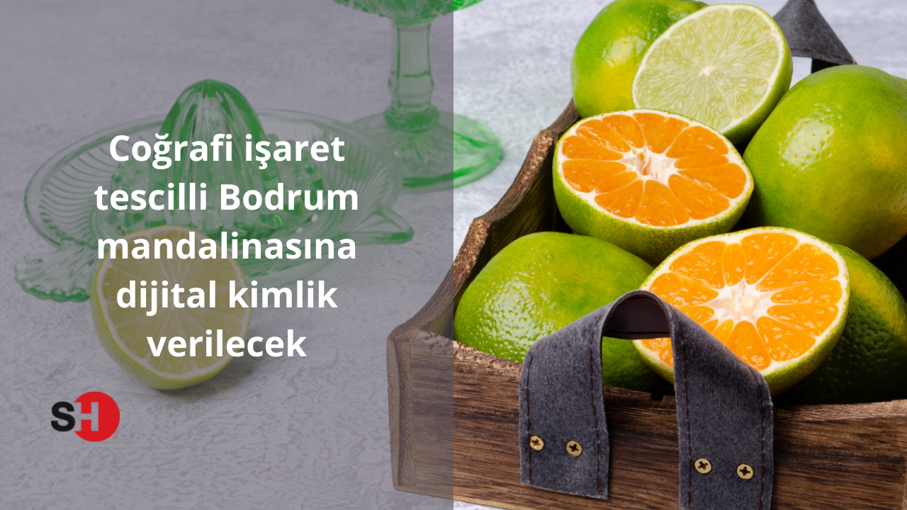 Coğrafi işaret tescilli Bodrum mandalinasına dijital kimlik verilecek