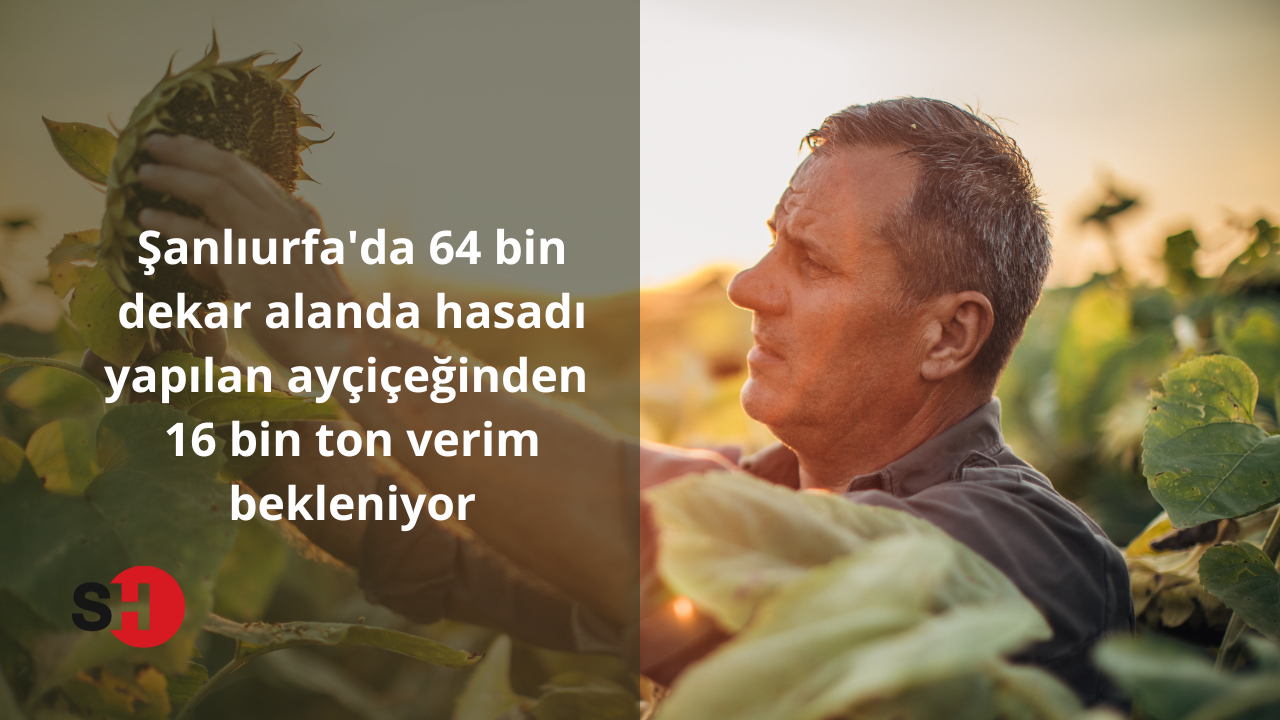 Şanlıurfa’da 64 bin dekar alanda hasadı yapılan ayçiçeğinden 16 bin ton verim bekleniyor
