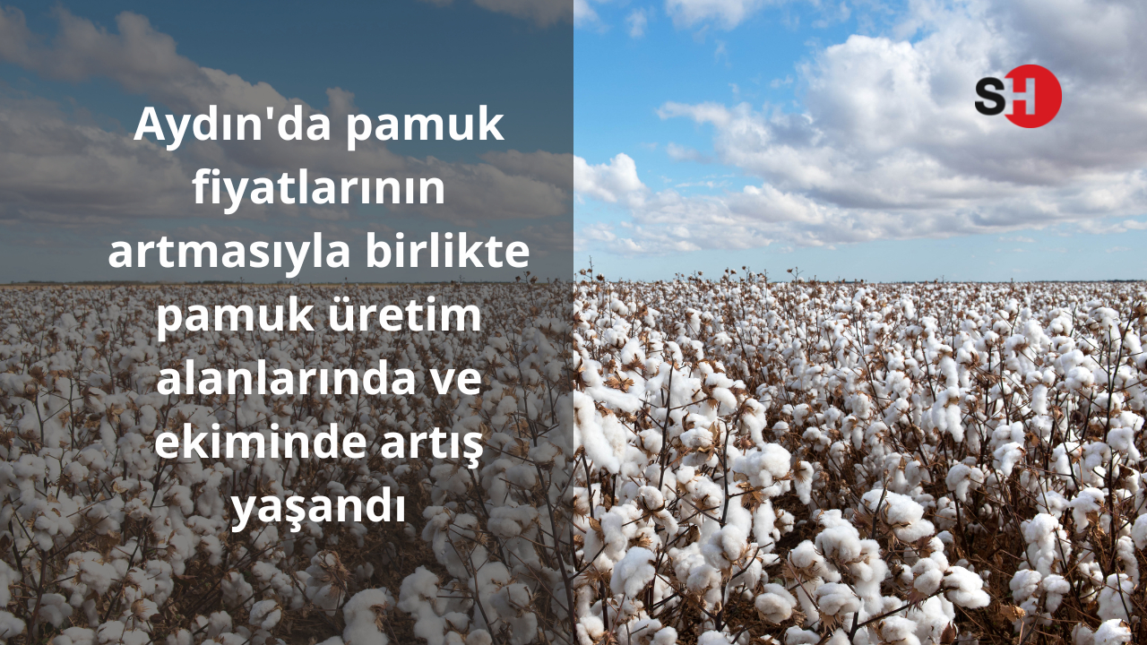 Aydın’da pamuk fiyatlarının artmasıyla birlikte pamuk üretim alanlarında ve ekiminde artış yaşandı