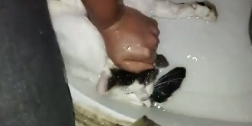 Evinde beslediği kediyi boğmaya çalıştı