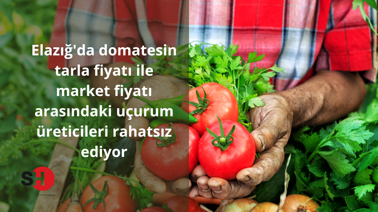 Elazığ'da domatesin tarla fiyatı ile market fiyatı arasındaki uçurum üreticileri rahatsız ediyor