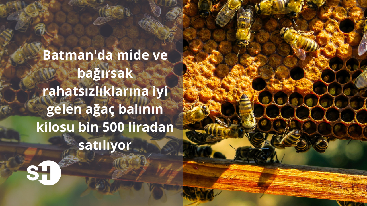 Batman'da mide ve bağırsak rahatsızlıklarına iyi gelen ağaç balının kilosu bin 500 liradan satılıyor