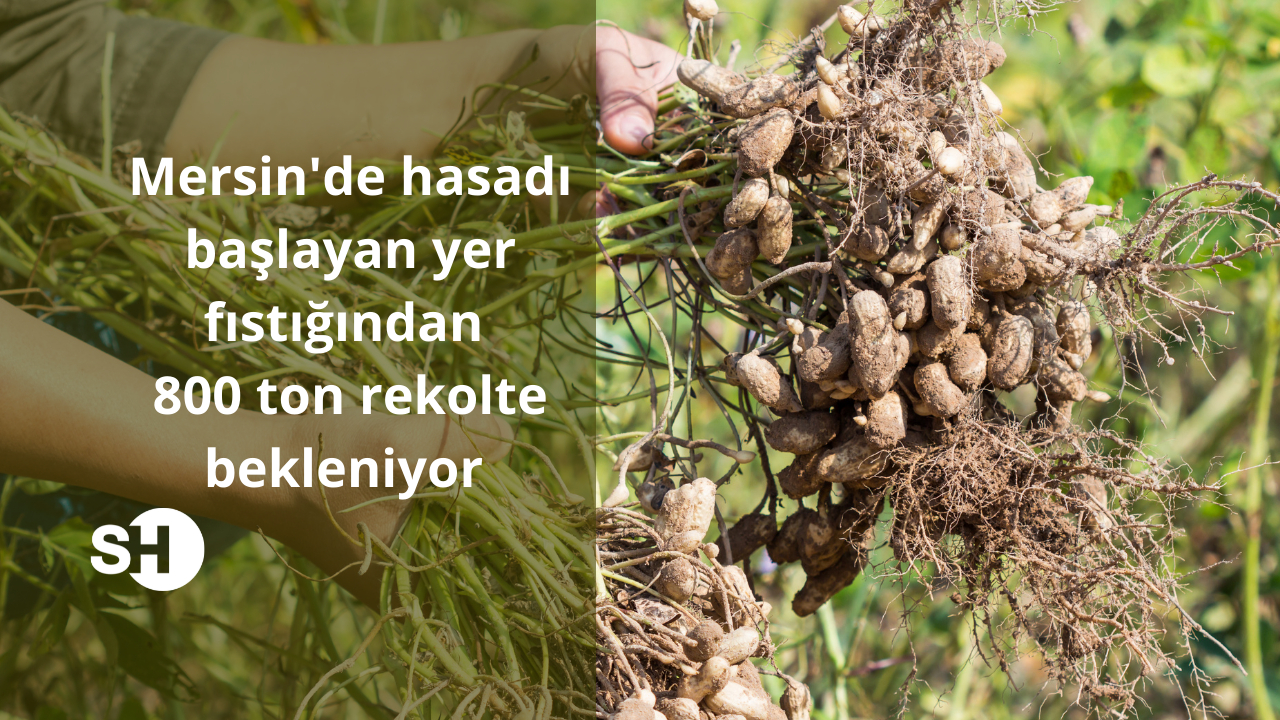 Mersin’de hasadı başlayan yer fıstığından 800 ton rekolte bekleniyor