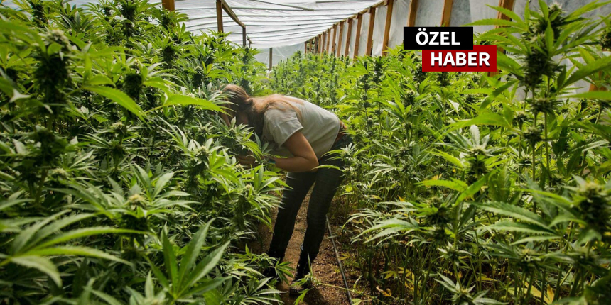 Plastiğin alternatifi kenevirde yatırımcı patlaması