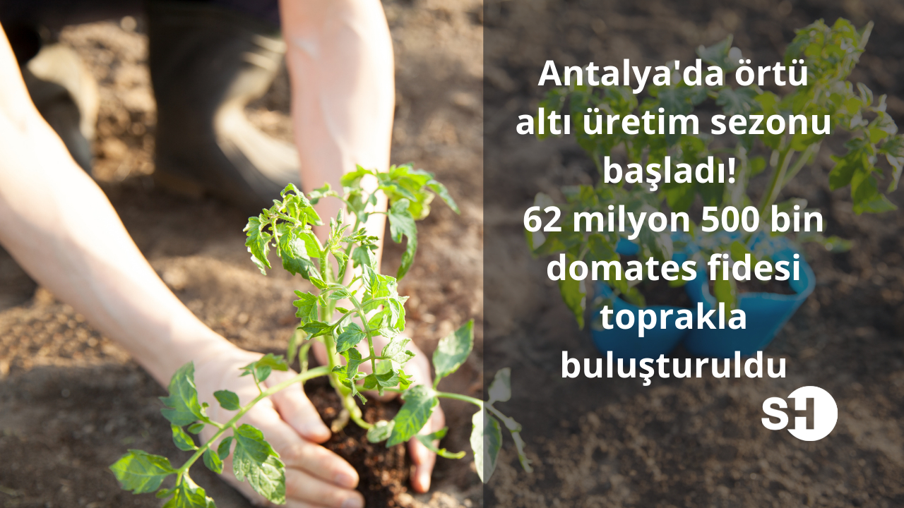 Antalya’da örtü altı üretim sezonu başladı! 62 milyon 500 bin domates fidesi toprakla buluşturuldu