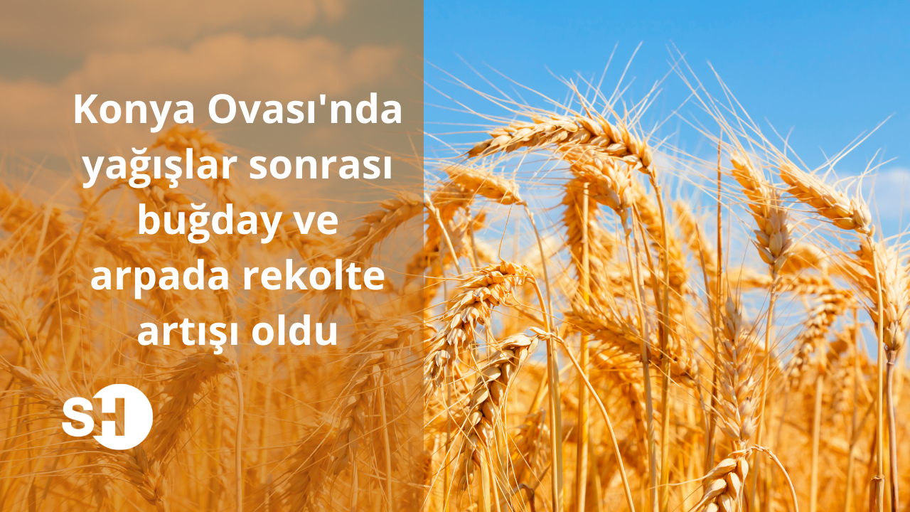 Konya Ovası’nda yağışlar sonrası buğday ve arpada rekolte artışı oldu