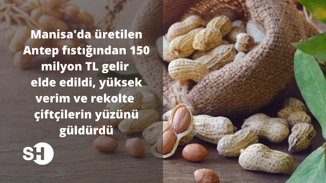 Manisa’da üretilen Antep fıstığından 150 milyon TL gelir elde edildi, yüksek verim ve rekolte çiftçilerin yüzünü güldürdü