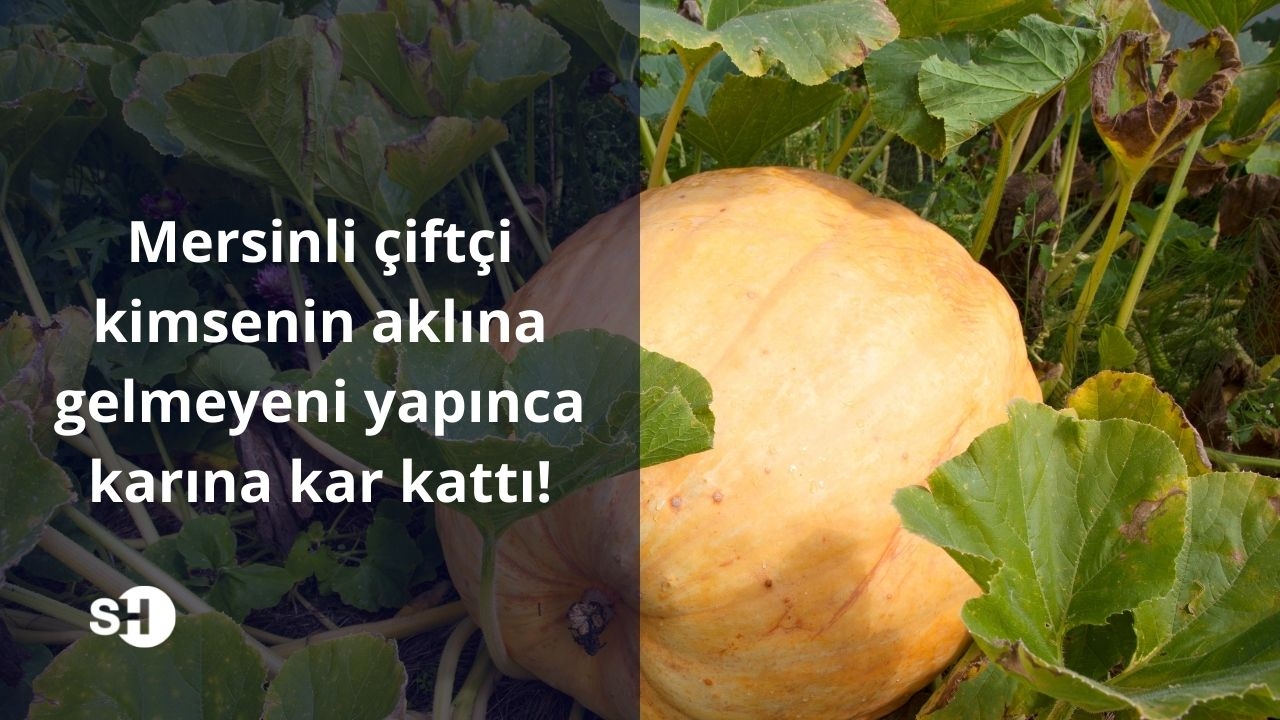 Mersin'de avokado yetiştiren çiftçi, su israfını önlemek için yaptığı işlemle karına kar kattı