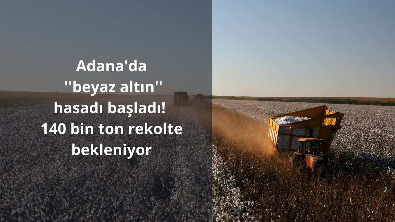 Adana’da birçok sektöre hammadde sağlayan pamukta hasat başladı, 140 bin ton rekolte bekliyor!