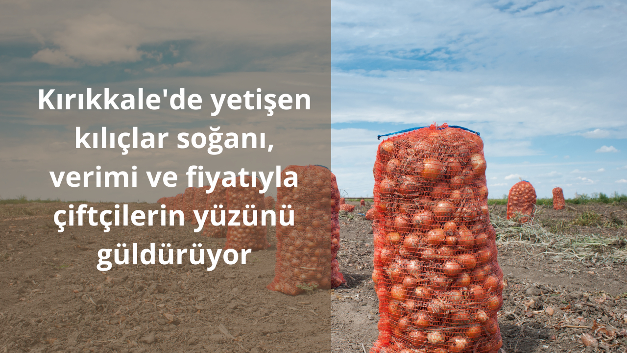 Kırıkkale'de yetişen kılıçlar soğanı, verimi ve fiyatıyla çiftçilerin yüzünü güldürüyor