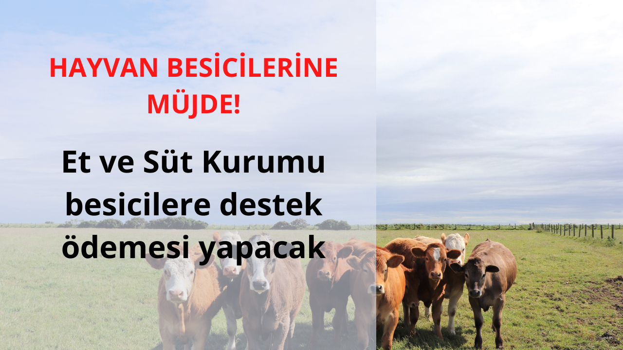 Et ve Süt Kurumu, hayvan besicilerine destek ödemesi yapacak! İşte destek ödemesinin ayrıntıları