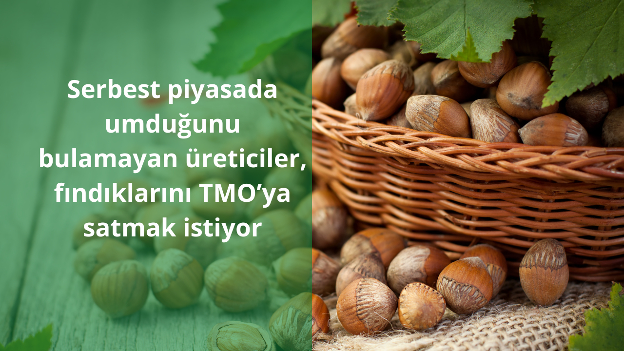 Serbest piyasada umduğunu bulamayan üreticiler, fındıklarını TMO’ya satmak istiyor