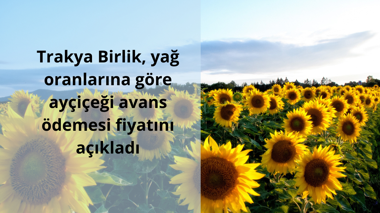 Trakya Birlik, yağ oranlarına göre ayçiçeği avans ödemesi fiyatını açıkladı