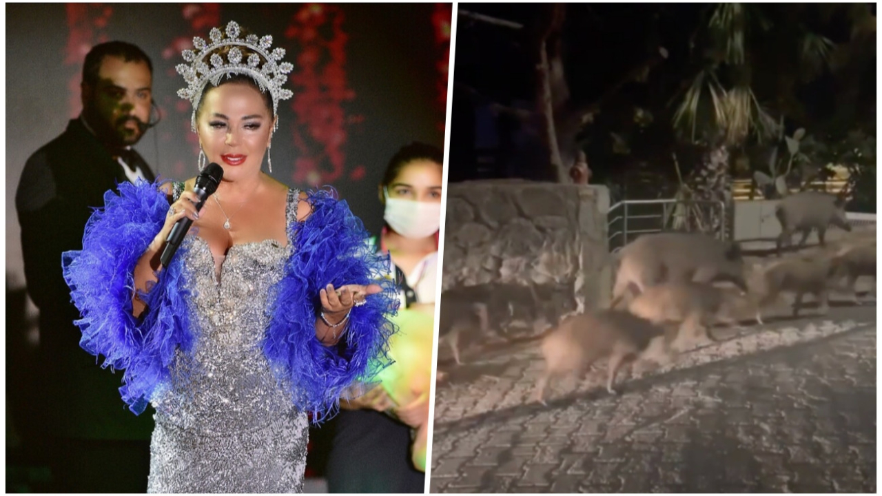 Bodrum'u domuzlar bastı, Safiye Soyman evinin önünde mahsur kaldı