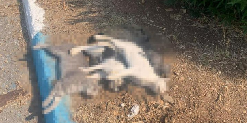 Hatay’ın Arsuz ilçesinde sokak kedileri zehirlendi
