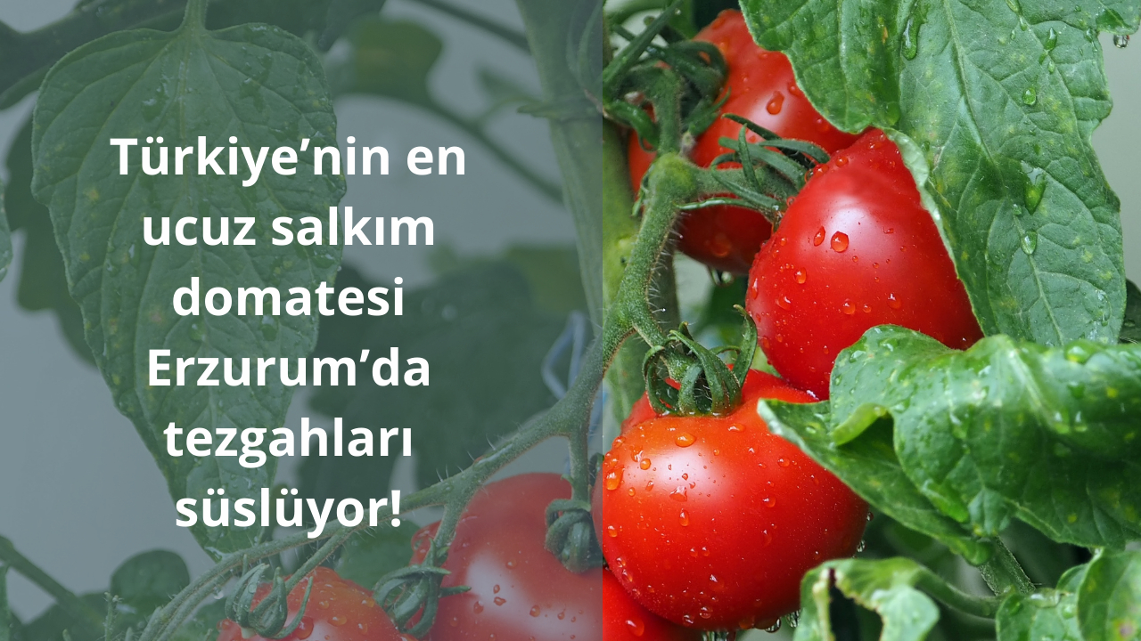 Türkiye’nin en ucuz salkım domatesi Erzurum’da tezgahları süslüyor
