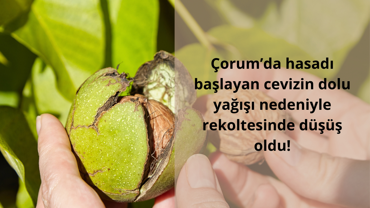 Çorum’da hasadı başlayan cevizin dolu yağışı nedeniyle rekoltesinde düşüş oldu!