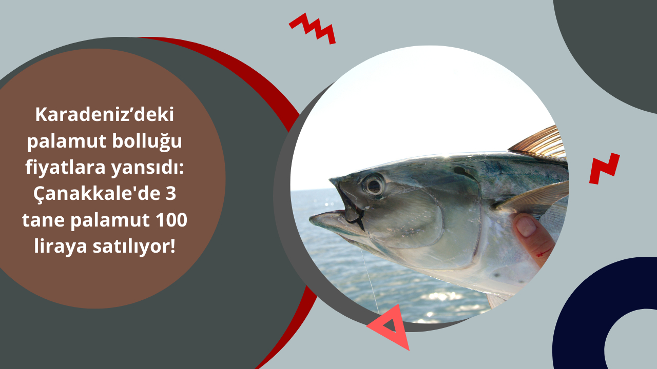 Karadeniz’deki palamut bolluğu fiyatlara yansıdı: Çanakkale'de 3 tane palamut 100 liraya satılıyor!