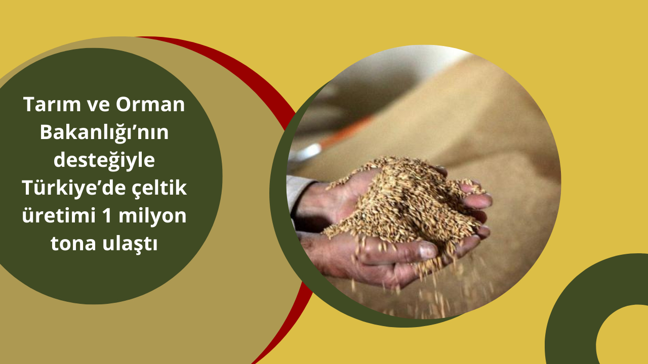 Tarım ve Orman Bakanlığı’nın desteğiyle Türkiye’de çeltik üretimi 1 milyon tona ulaştı