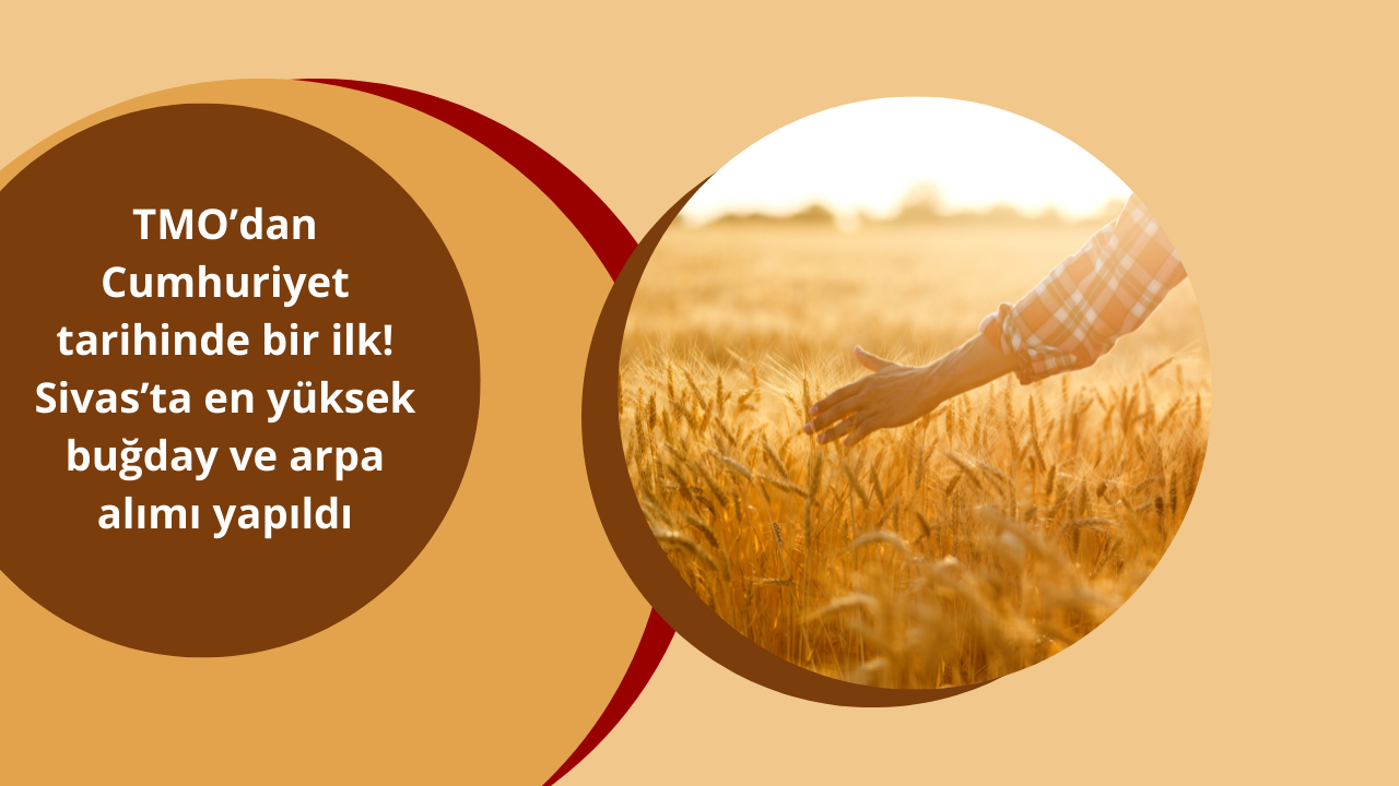 TMO’dan Cumhuriyet tarihinde bir ilk! Sivas’ta en yüksek buğday ve arpa alımı yapıldı