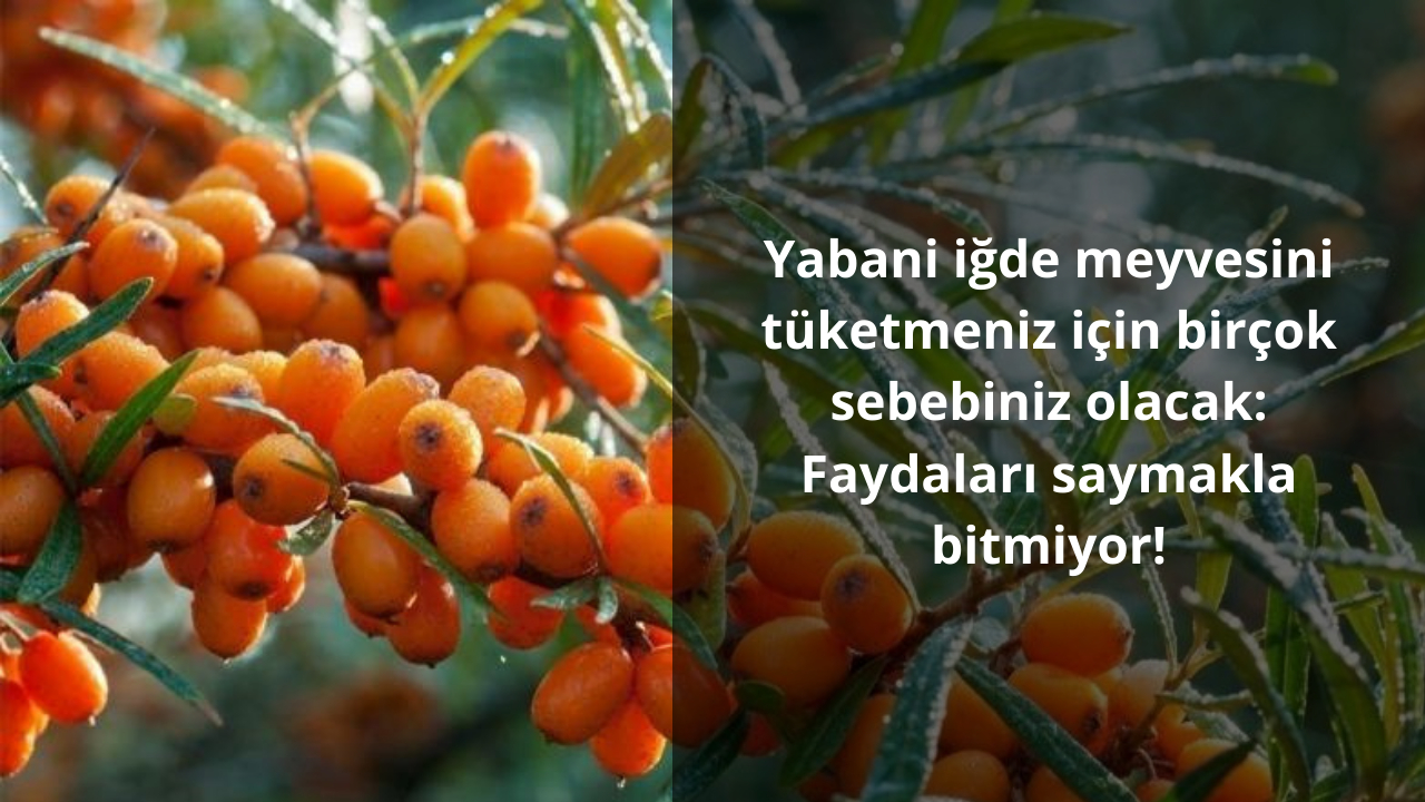 Yabani iğde meyvesini tüketmeniz için birçok sebebiniz olacak: Faydaları saymakla bitmiyor!