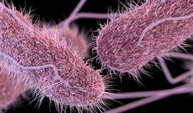 Katil Salmonella bakterisi!