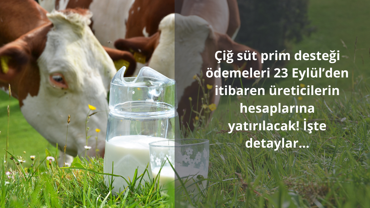 Çiğ süt prim desteği ödemeleri 23 Eylül’den itibaren üreticilerin hesaplarına yatırılacak! İşte detaylar…