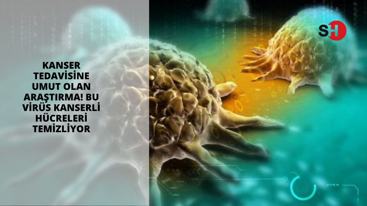 Kanser tedavisine umut olan araştırma! Bu virüs kanserli hücreleri temizliyor