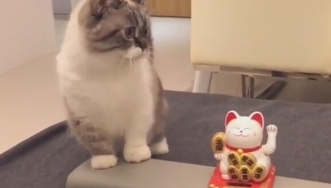 Oyuncak kediyi taklit eden sevimli kedi...