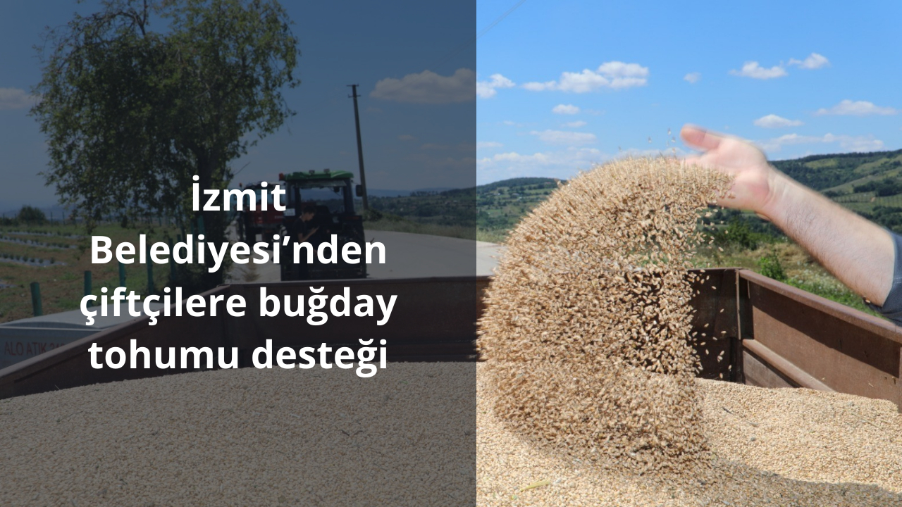 İzmit Belediyesi’nden çiftçilere buğday tohumu desteği