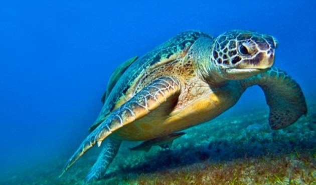 Denize girecekler dikkat... Antalya’da 10 kişiyi caretta caretta ısırdı!