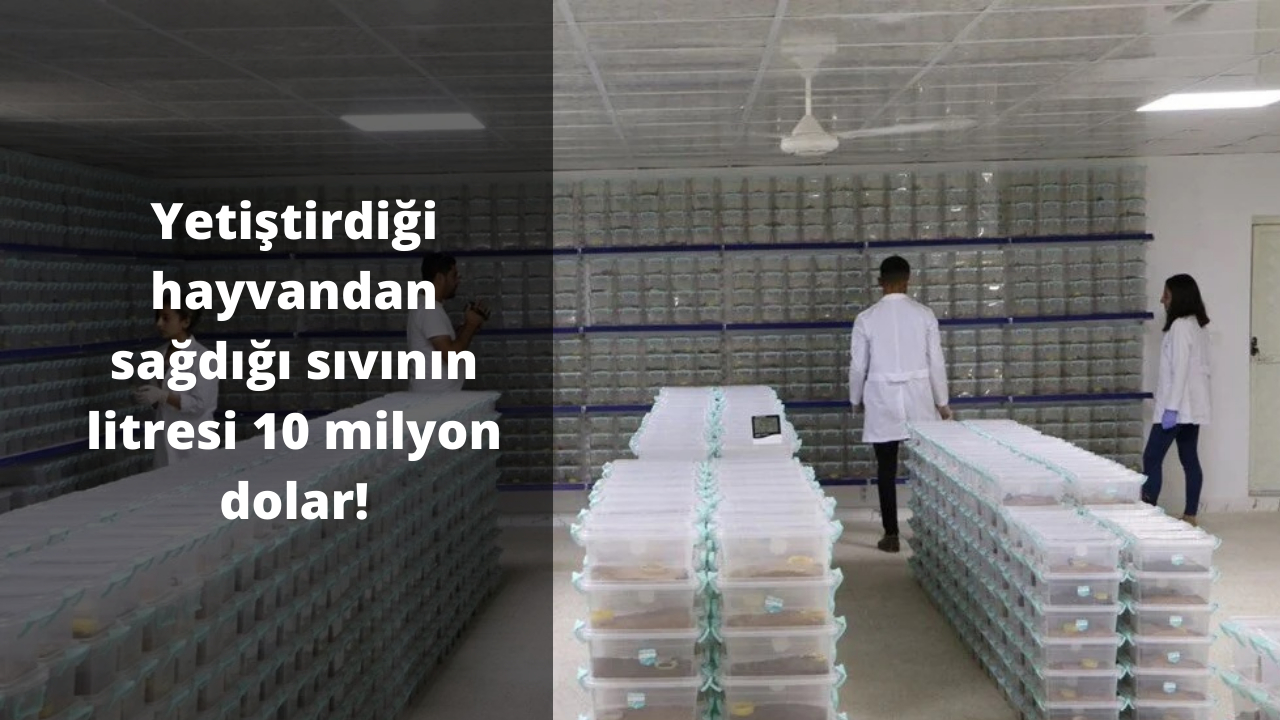 Yetiştirdiği hayvandan sağdığı sıvının litresi 10 milyon dolar!