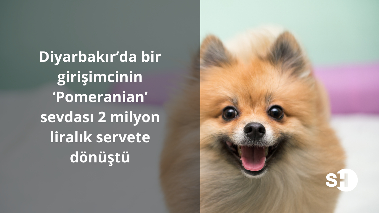 Diyarbakır’da bir girişimcinin ‘Pomeranian’ sevdası 2 milyon liralık servete dönüştü