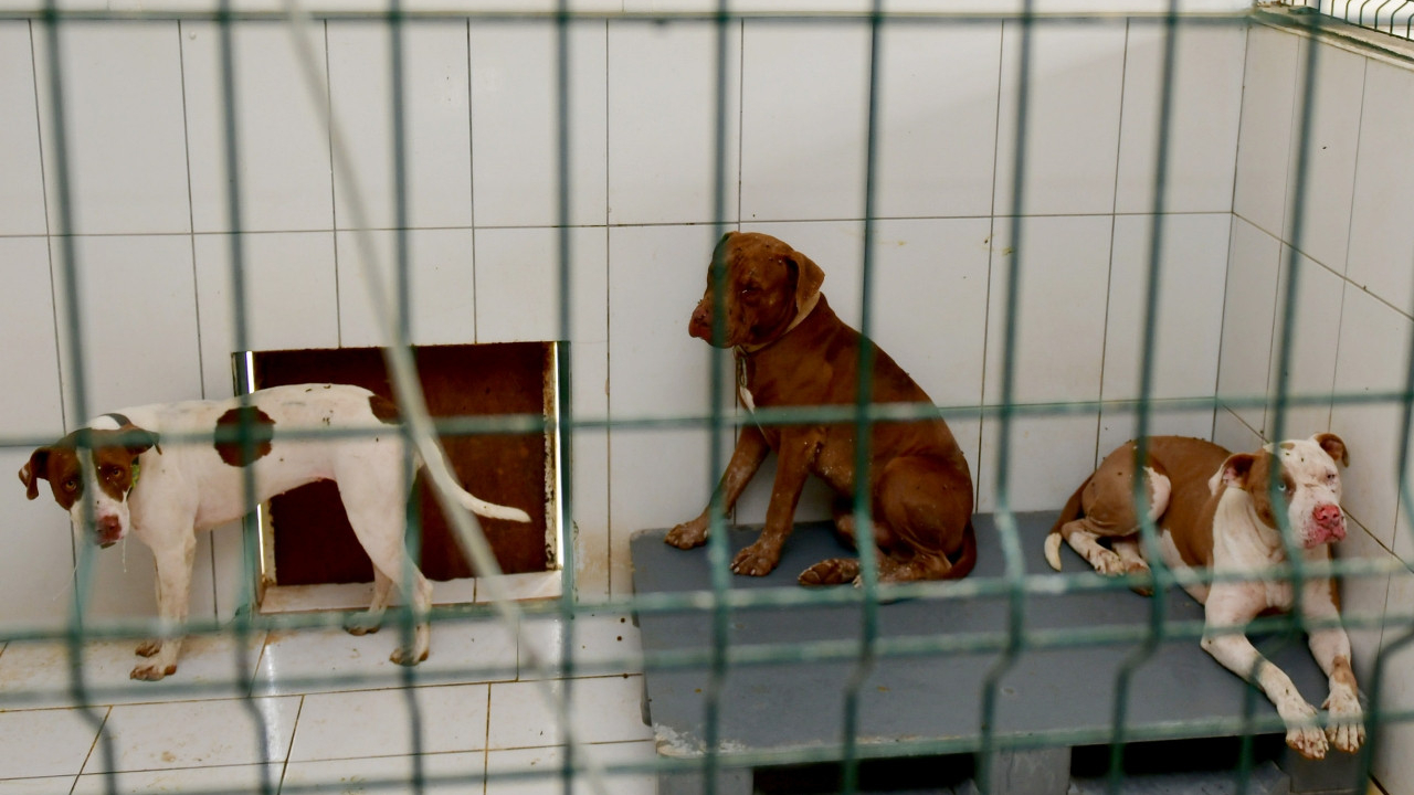 Antalya'da vahşet: Belediyenin Kedi Evi'ne giren sahipli pitbull köpekleri 12 kediyi telef etti!