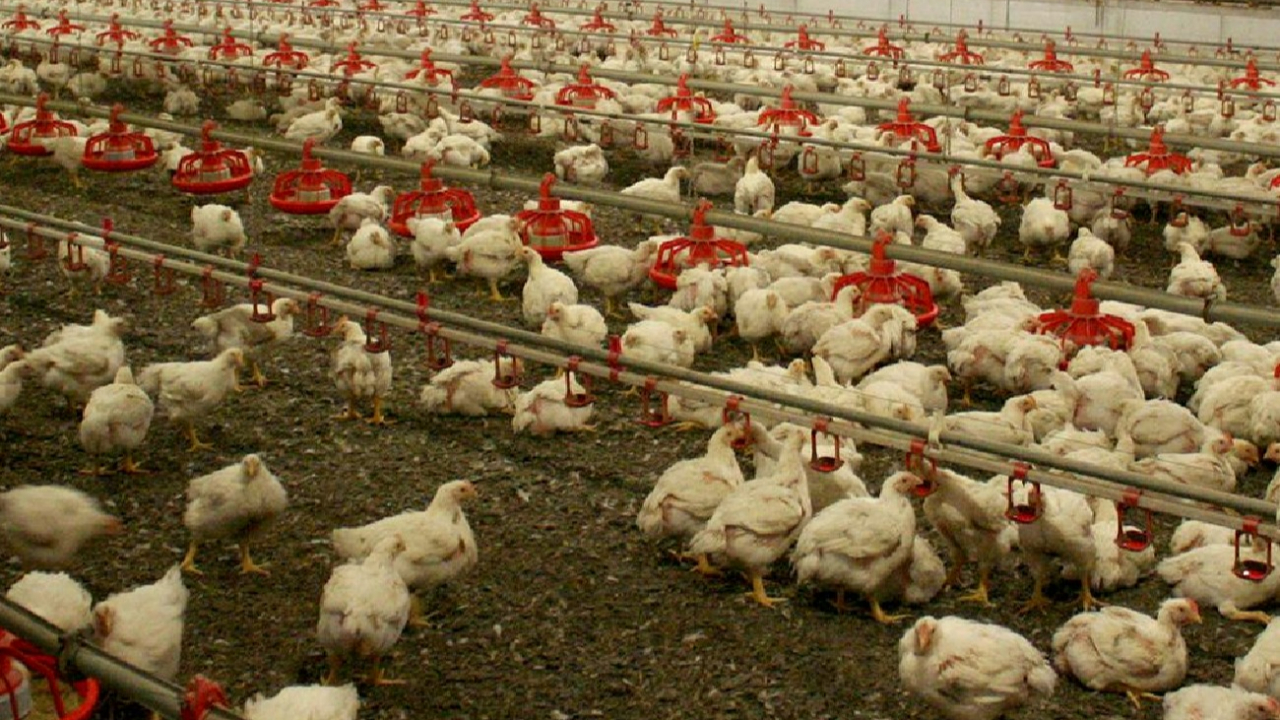 Kuş gribi alarmı! 5 binden fazla beldede kümes hayvanları karantinaya alındı