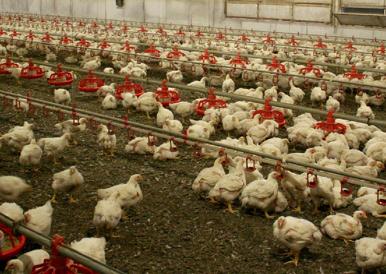 Kuş gribi alarmı! 5 binden fazla beldede kümes hayvanları karantinaya alındı