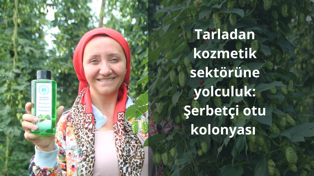Tarladan kozmetik sektörüne yolculuk: Şerbetçi otu kolonyası