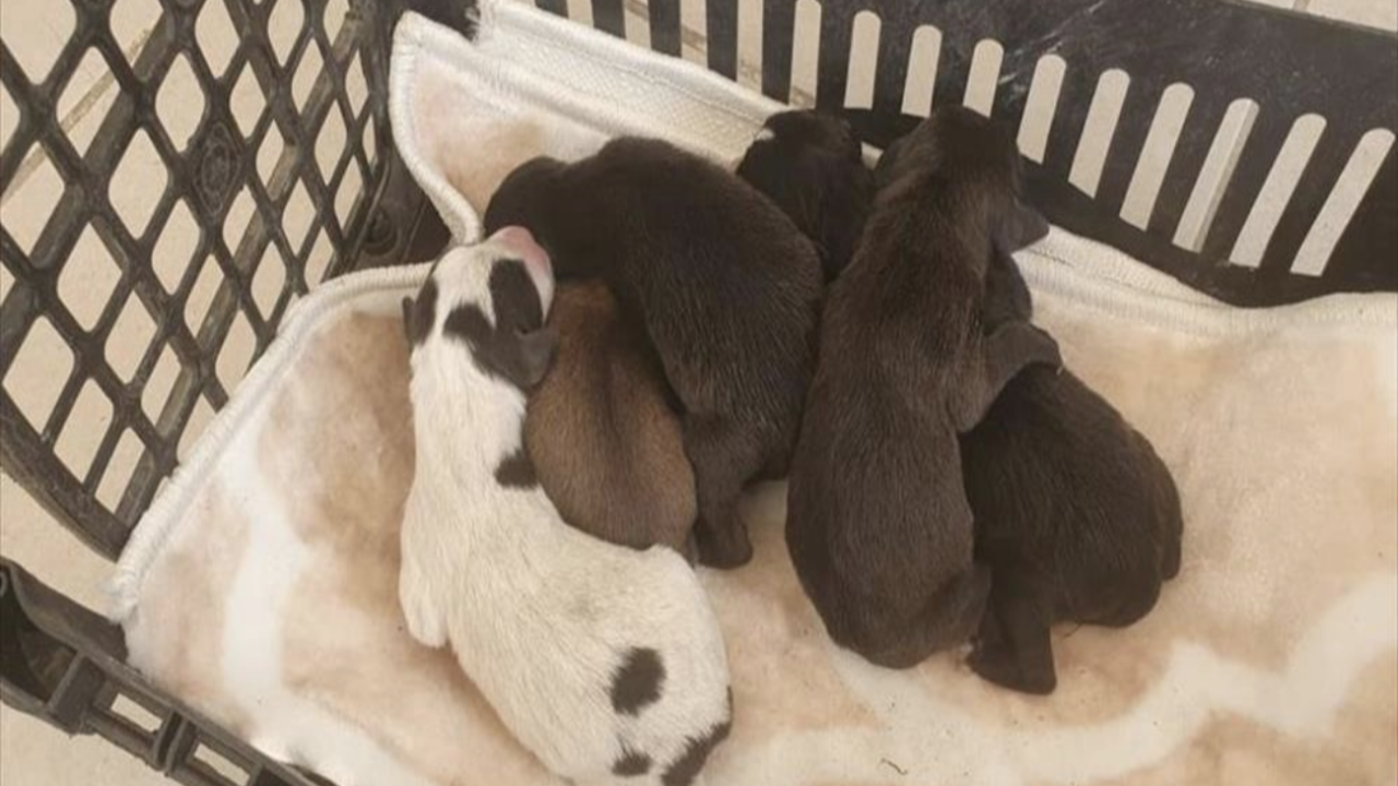 İnsanlık dışı olay! Yavru köpekleri çöp poşetine koyup çöpe attılar!