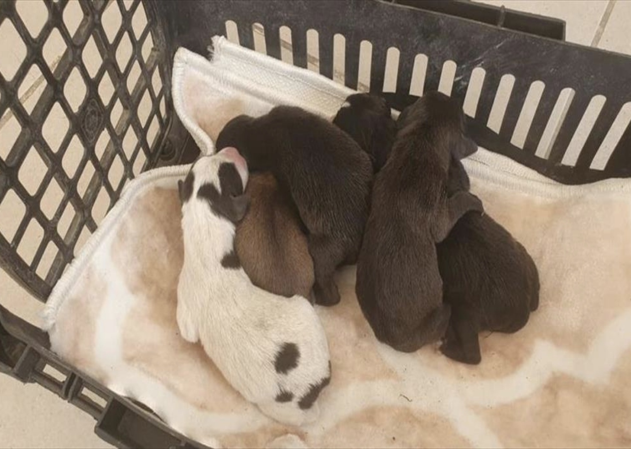 İnsanlık dışı olay! Yavru köpekleri çöp poşetine koyup çöpe attılar!