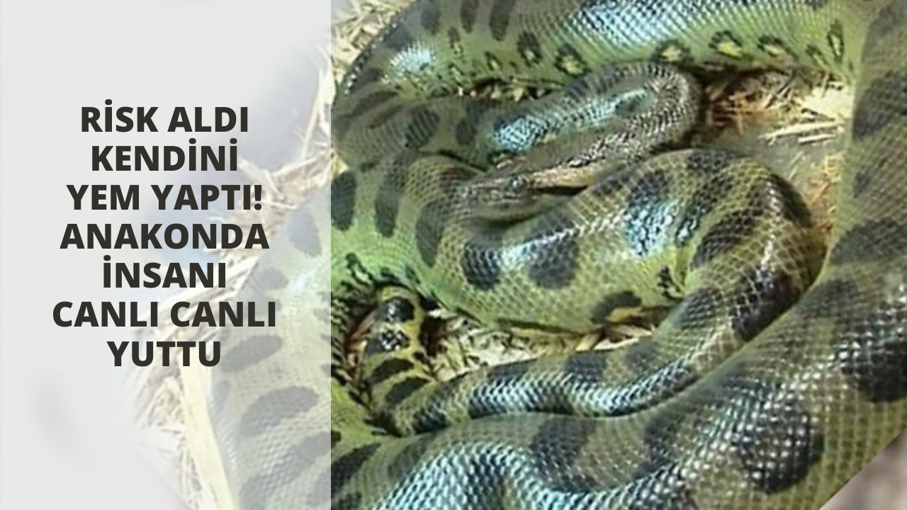 Risk aldı kendini yem yaptı! Anakonda insanı canlı canlı yuttu