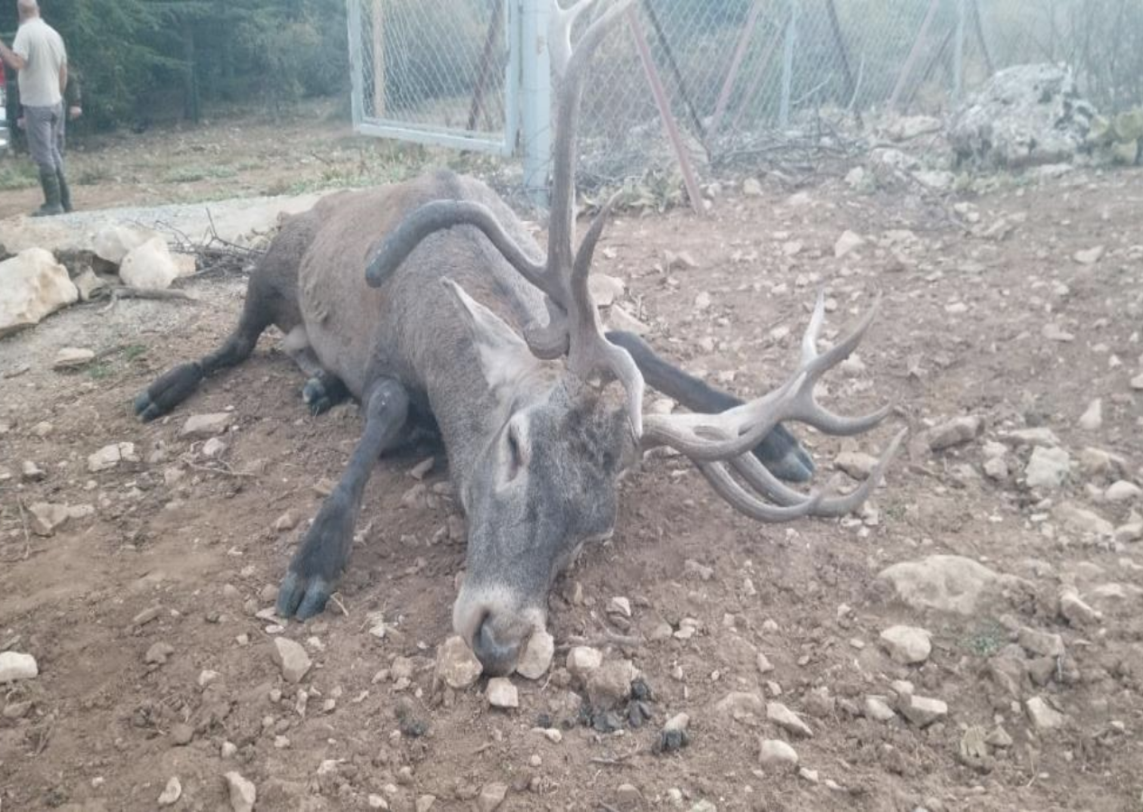 Bir haftadır aranan geyik Mete, yakalanarak ait olduğu Spil Dağı Milli Parkı'na getirildi