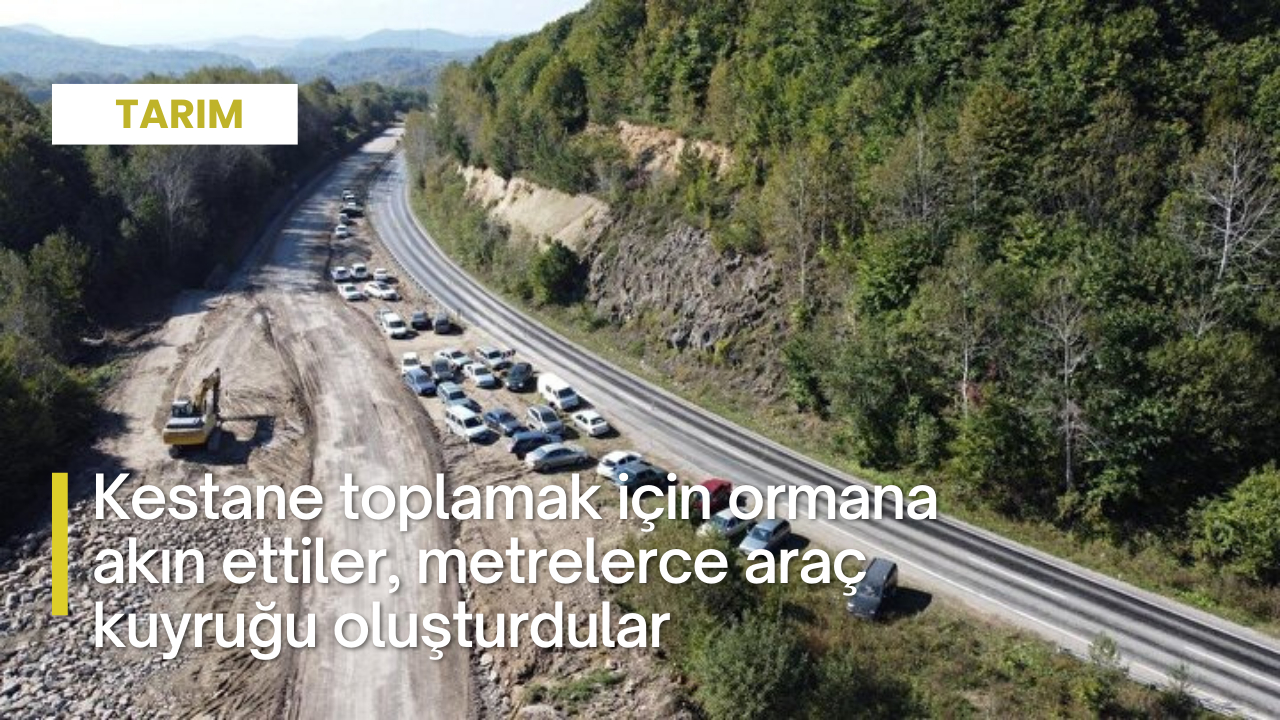 Kestane toplamak için ormana akın ettiler, metrelerce araç kuyruğu oluşturdular
