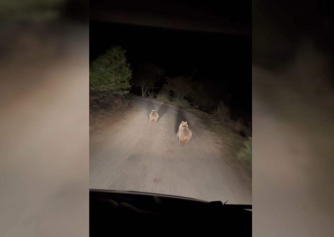 Araçtan ürken ayıların kaçtığı anlar kameraya yansıdı