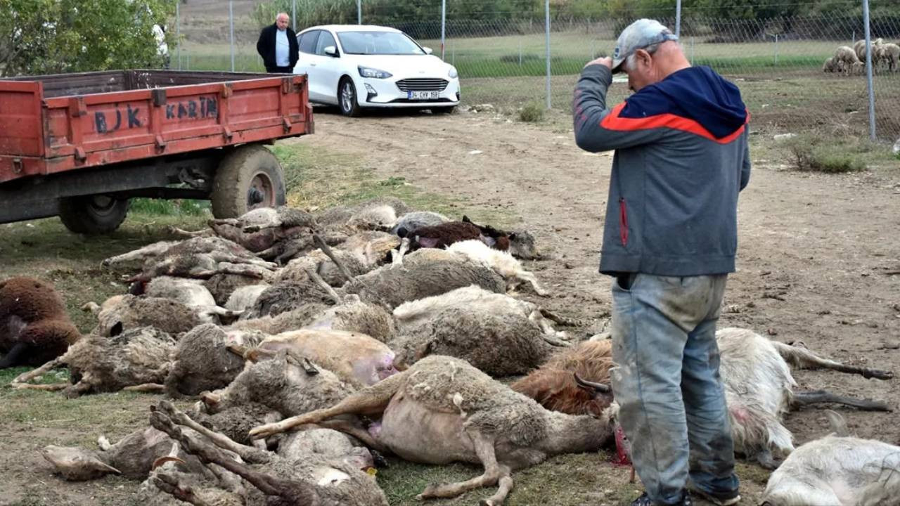 Başıboş köpekler dehşet saçtı! 41 hayvan telef oldu