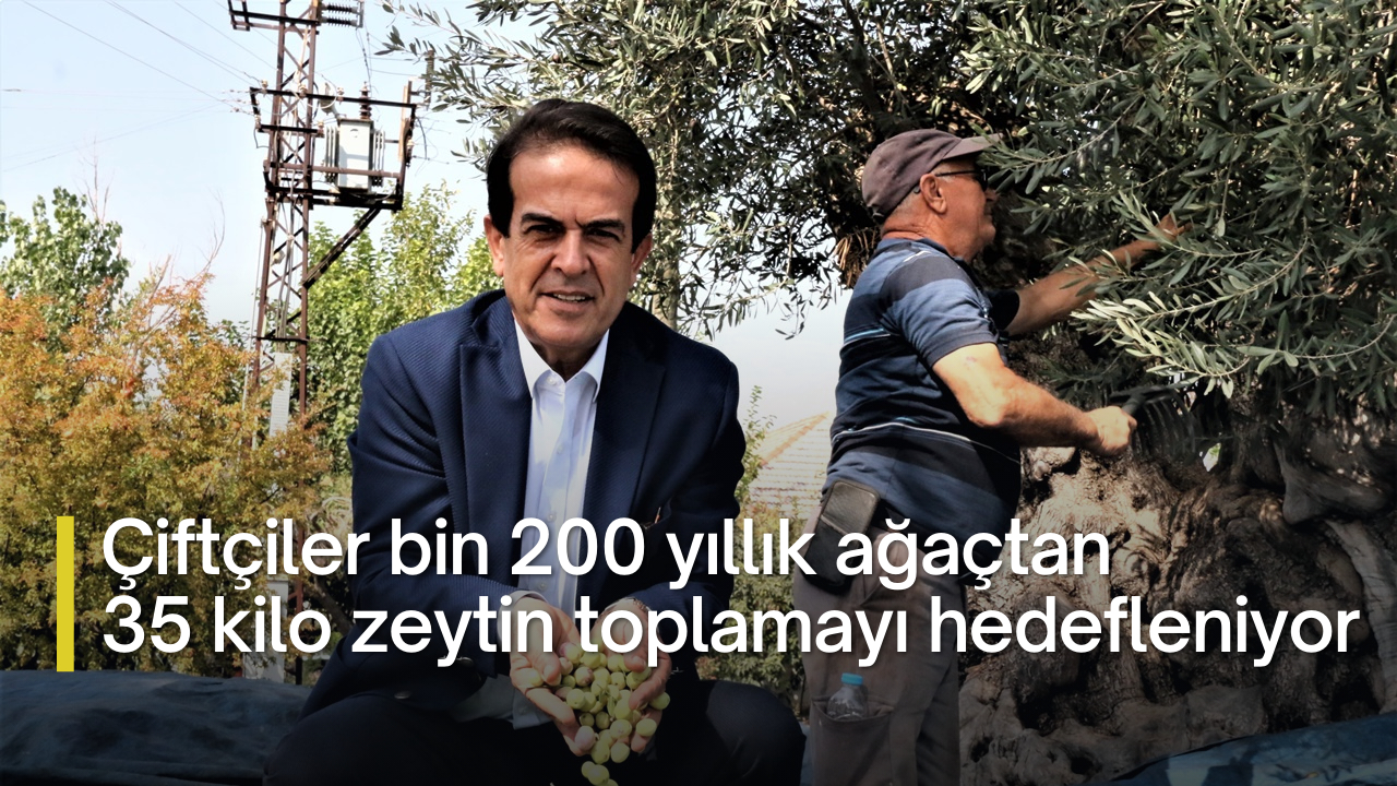 Çiftçiler bin 200 yıllık ağaçtan 35 kilo zeytin toplamayı hedefleniyor