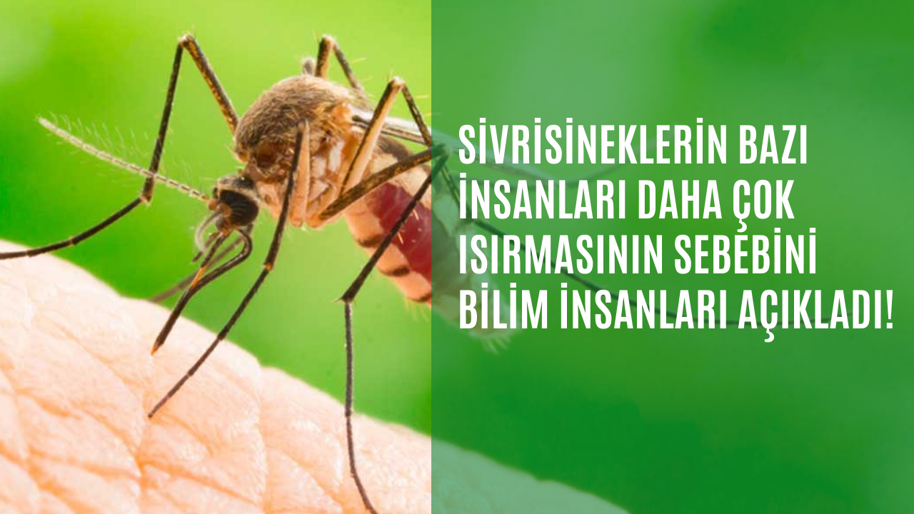 Sivrisineklerin bazı insanları daha çok ısırmasının sebebini bilim insanları açıkladı!