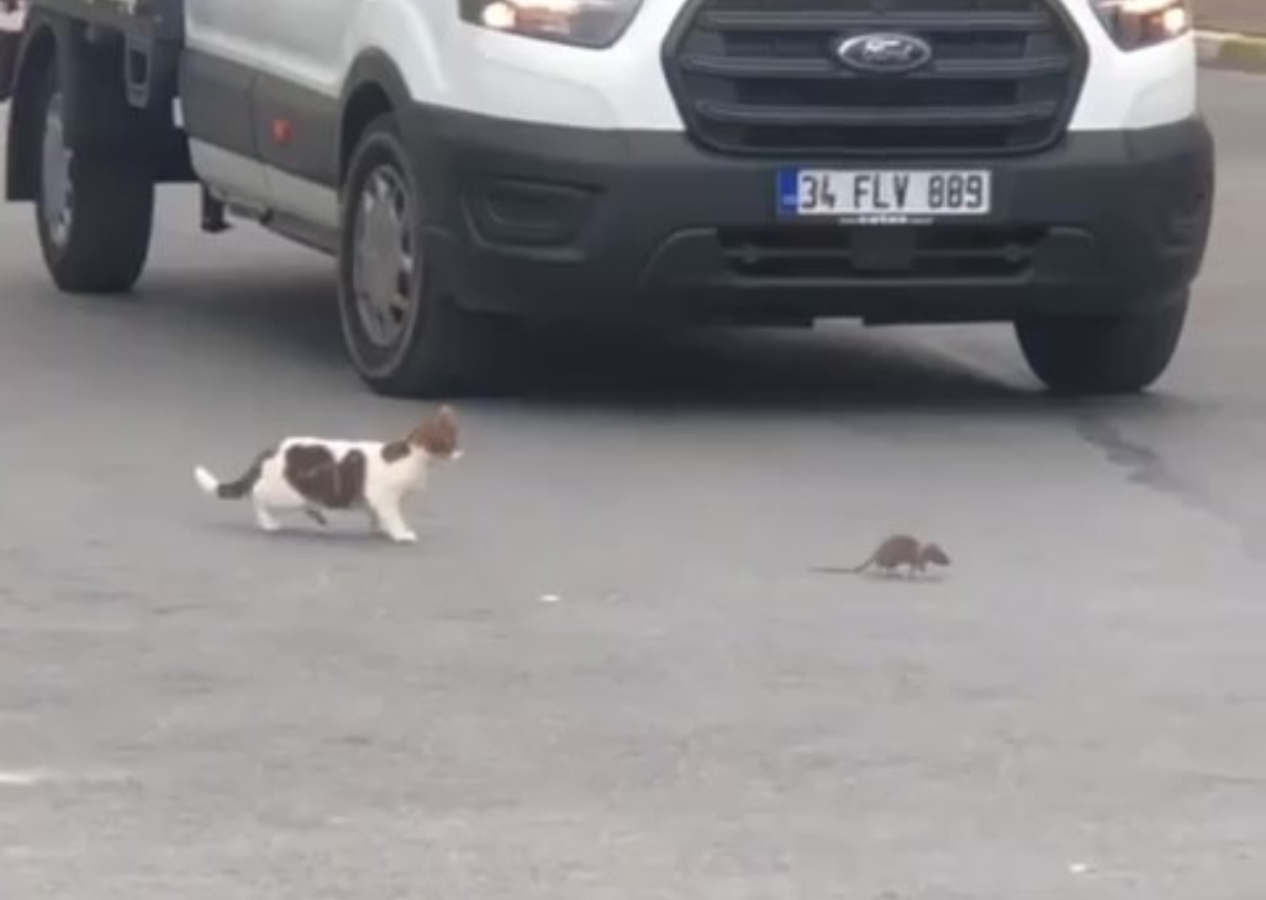 Kedi ile farenin yol ortasındaki kavgası gülümsetti