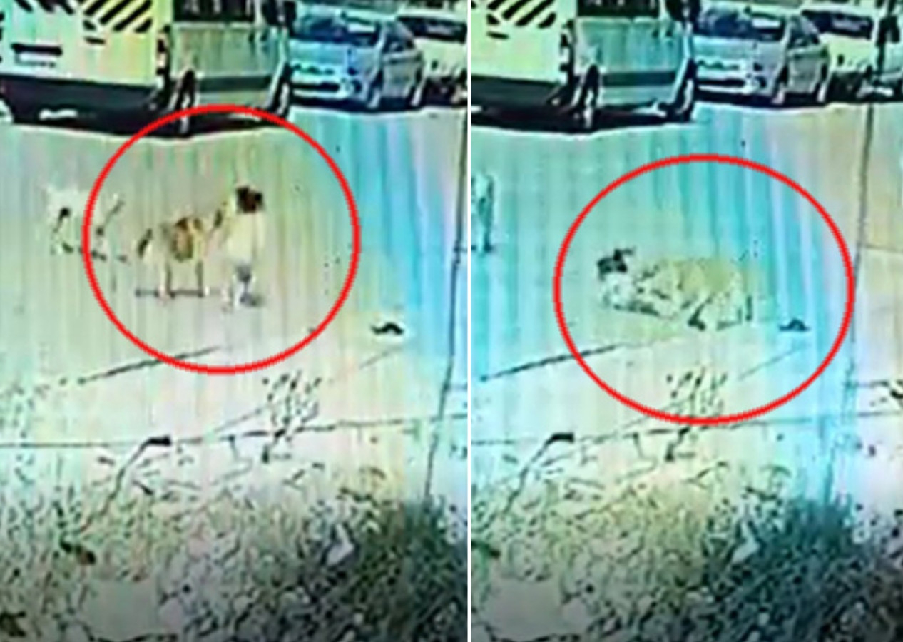 Başıboş sokak köpeği dehşeti! Aynı köpek 3 gün arayla 2 kardeşi ısırdı...