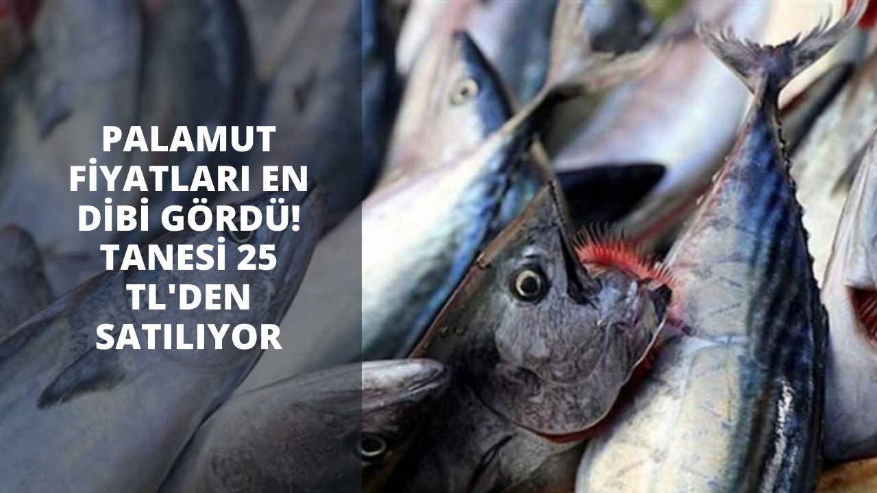 Palamut fiyatları en dibi gördü! Tanesi 25 TL'den satılıyor