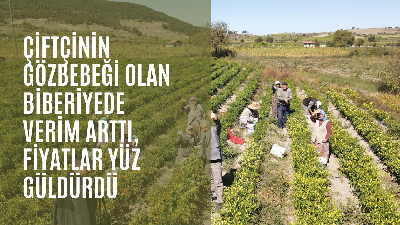 Balıkesir’de son hasadı yapılan biberiyenin artan verimi ve fiyatları üreticinin yüzünü güldürüyor